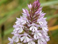 Zauberhafte Knabenkrautorchidee